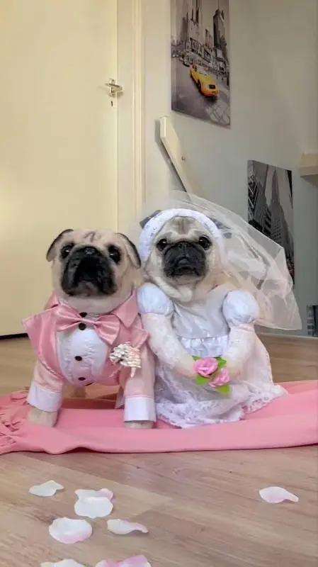 Marriage Party — photo 1
