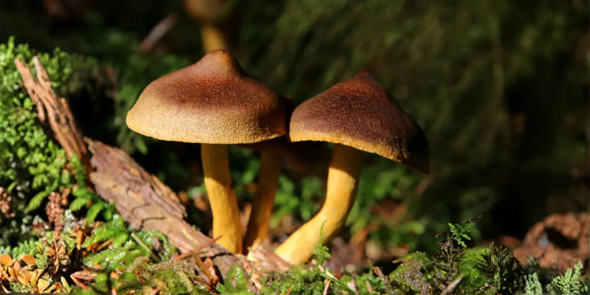 Family Excursion: Exploring the Realm of Mushrooms — photo 1