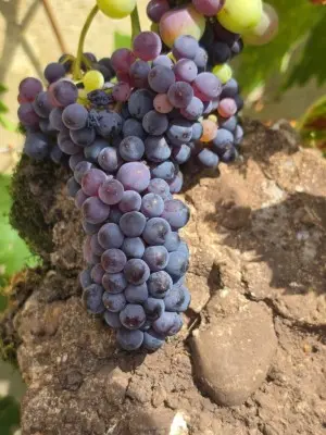 From Rock to Wine — photo 1