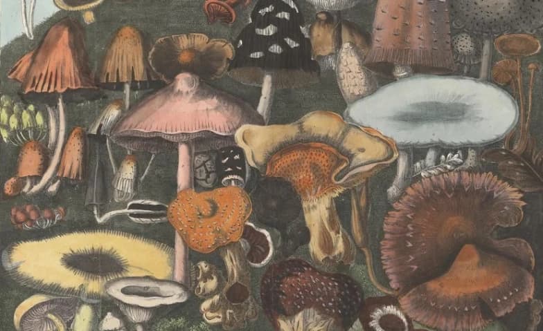 Brunch'n'Dance vol. 2: Fungi Fever — photo 1