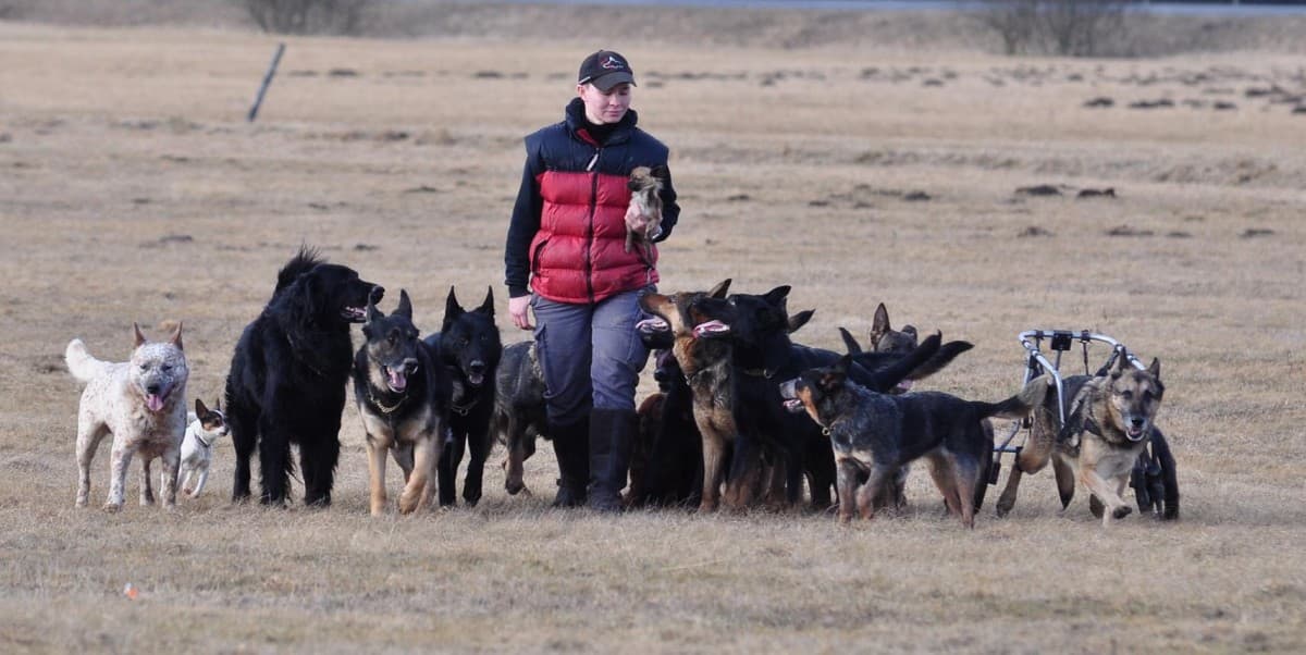 "The Sovereign Pack Manager" 2-Day Seminar with Katrin Scholz — photo 1