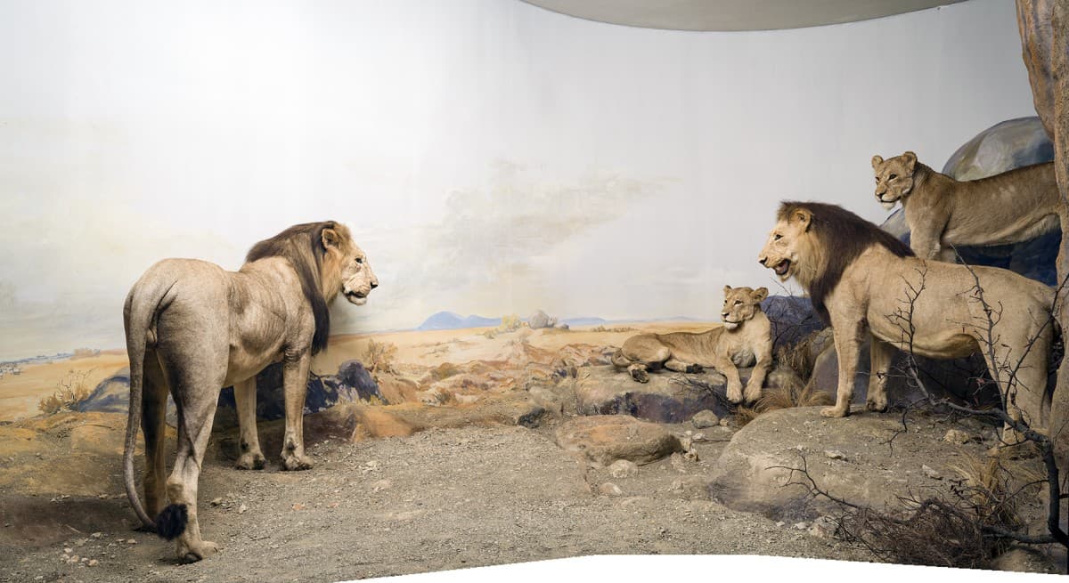 Behind the Scenes Tour: Between Illusion and Idyll – The Africa Dioramas — photo 1