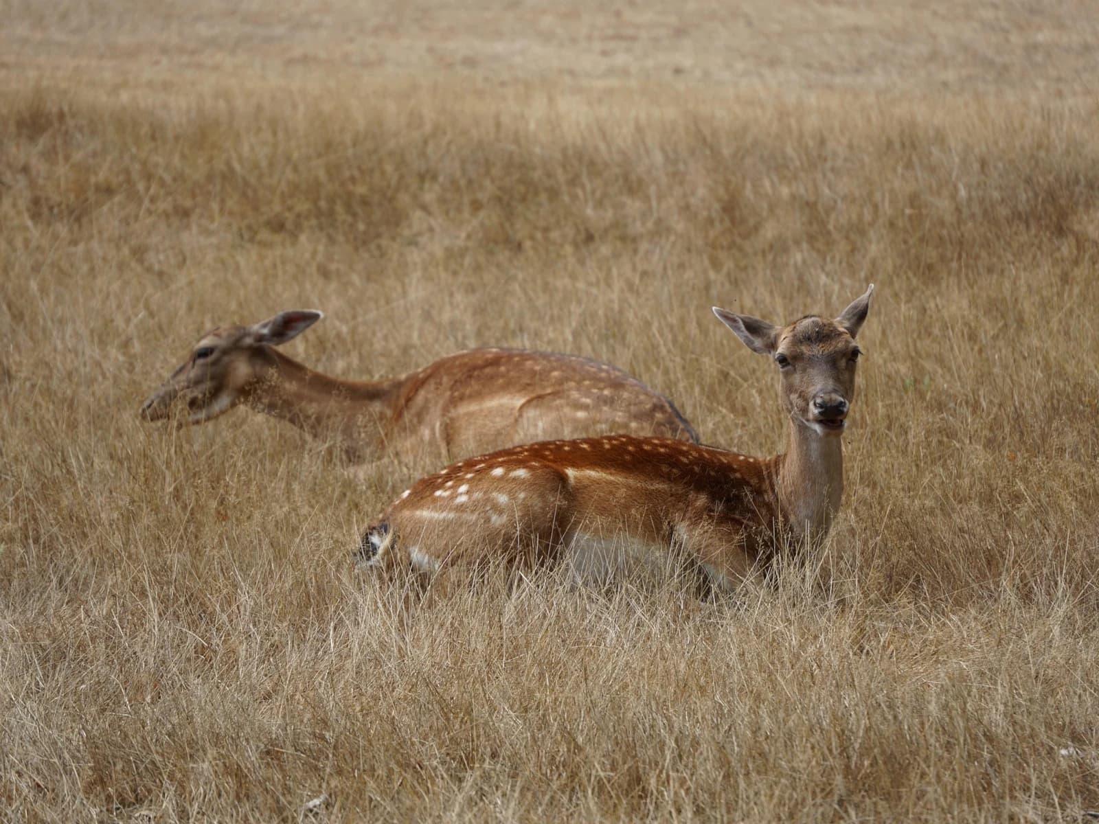 Wild Tavolata in Vattiz — photo 1