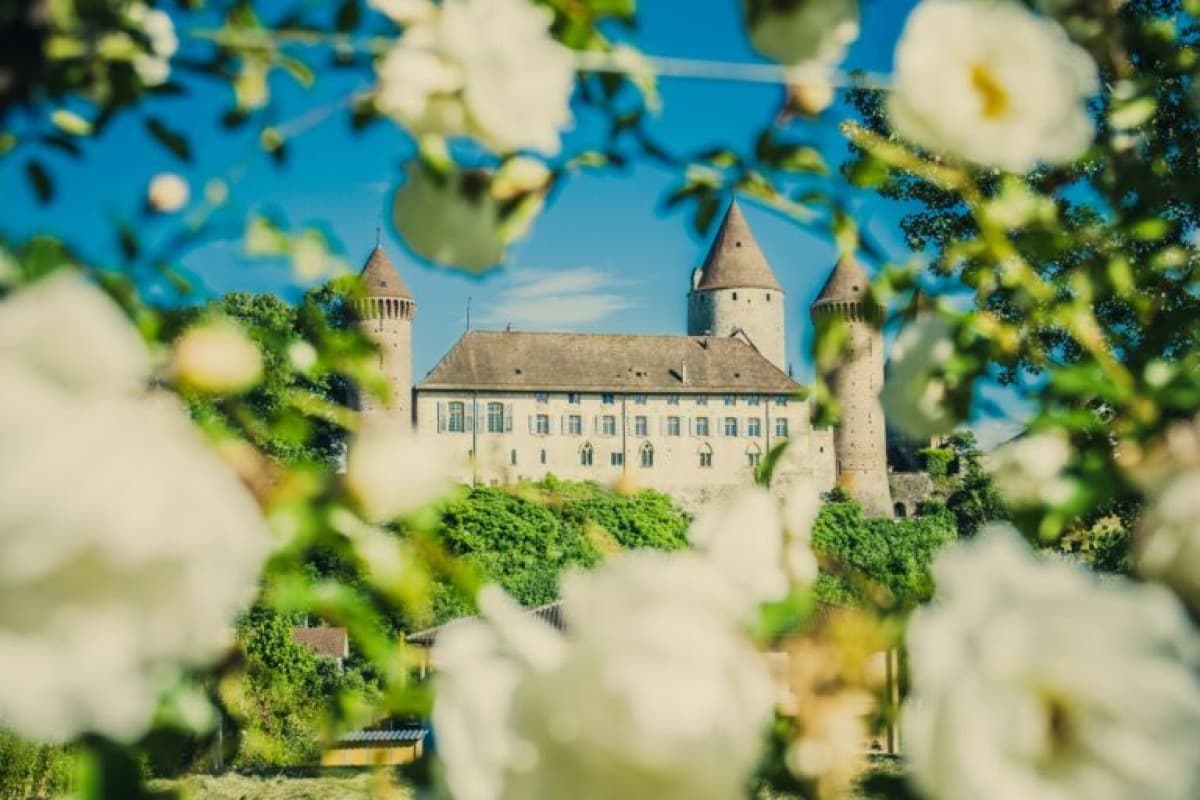 Festival des Roses — photo 1