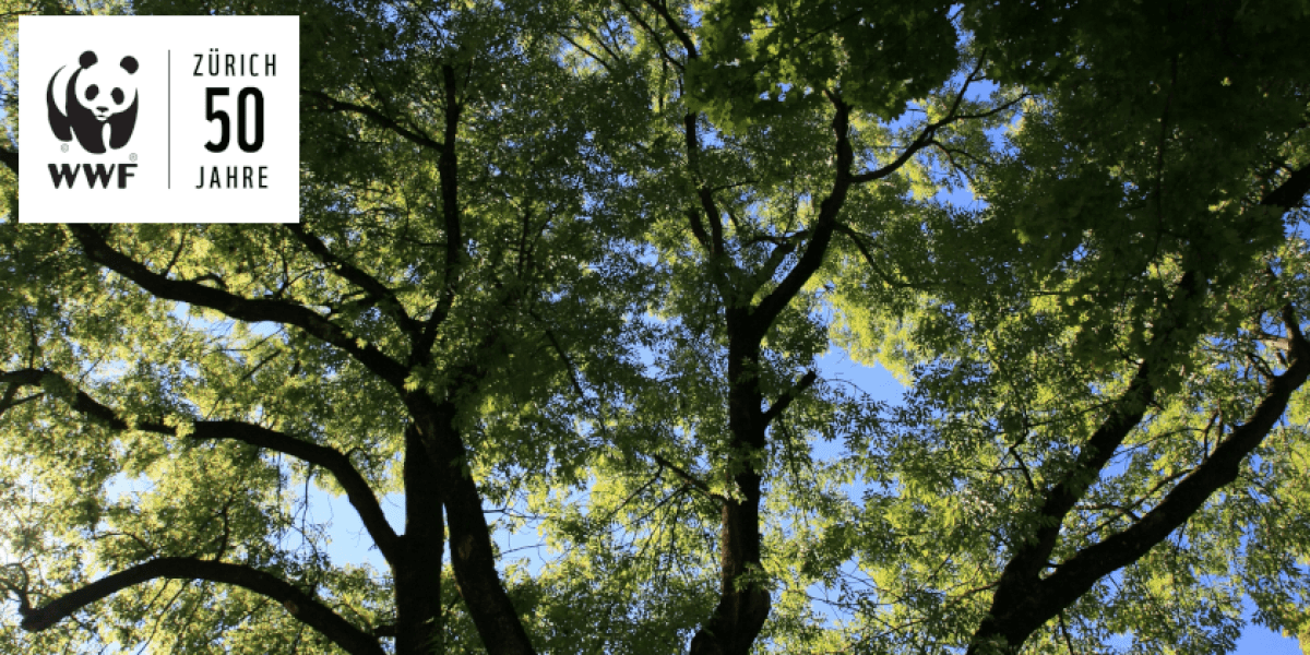 Myths, Fairy Tales and Uses of Our Forest Trees — photo 1