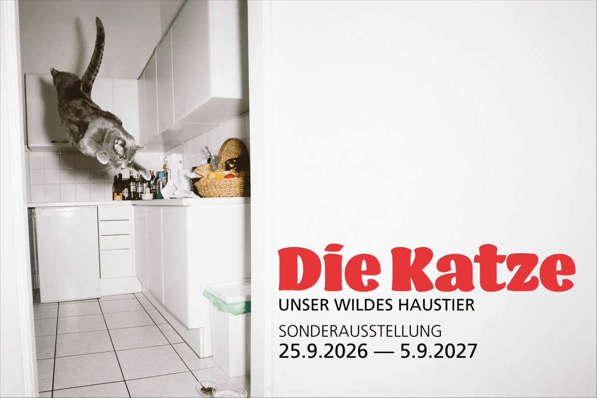 New Special Exhibition: «The Cat. Our Wild Pet» — photo 1