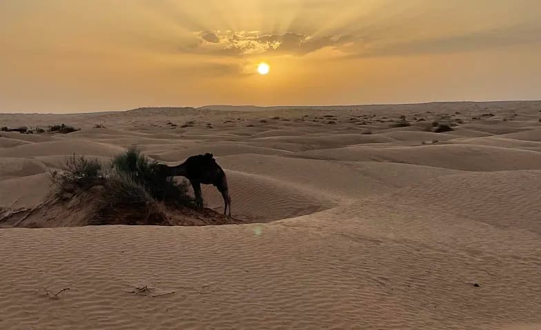 Trek nomade dans le désert tunisien avec les dromadaires — photo 1