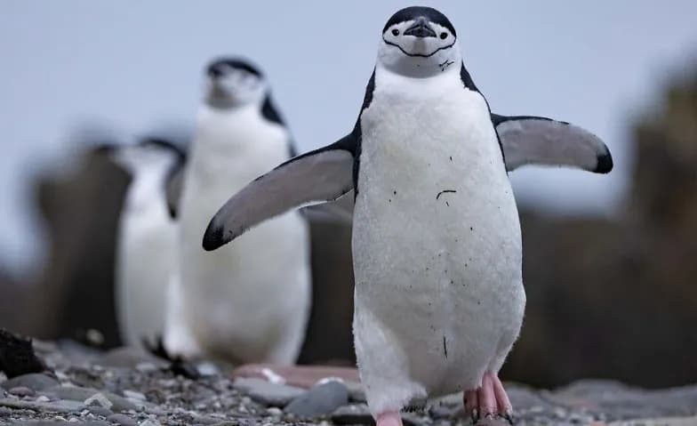 Schulvorstellung - Die geheimnisvolle Welt der Pinguine — photo 1