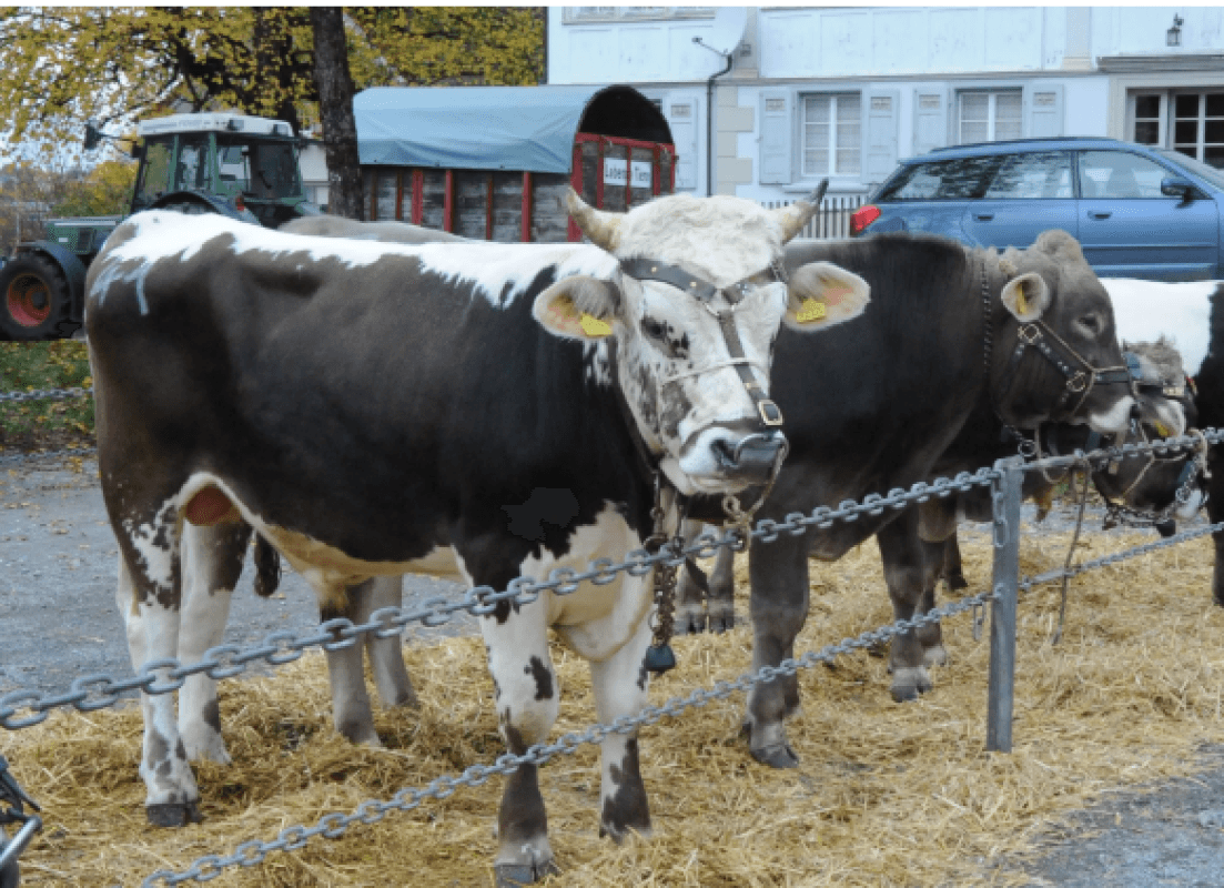 Cantonal bull and fall show in Teufen — photo 1