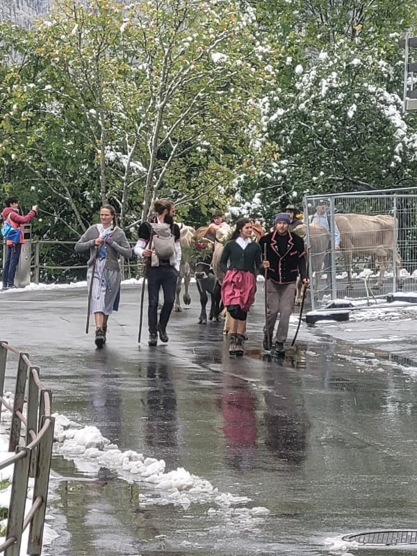 Cattle coming down of the alpine meadows from Schiltalp — photo 1