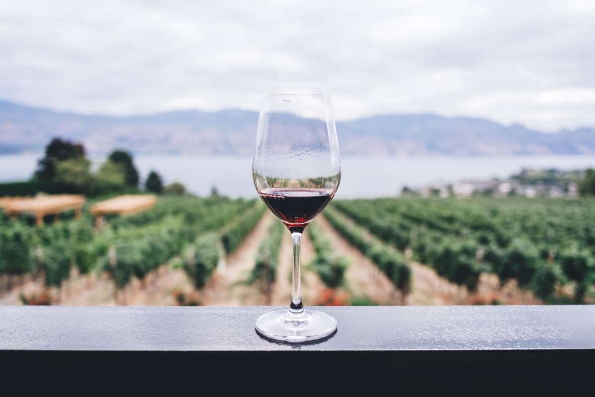 Basics of Sommelier Skills, Wine and Winemaking in the Czech Republic — photo 1