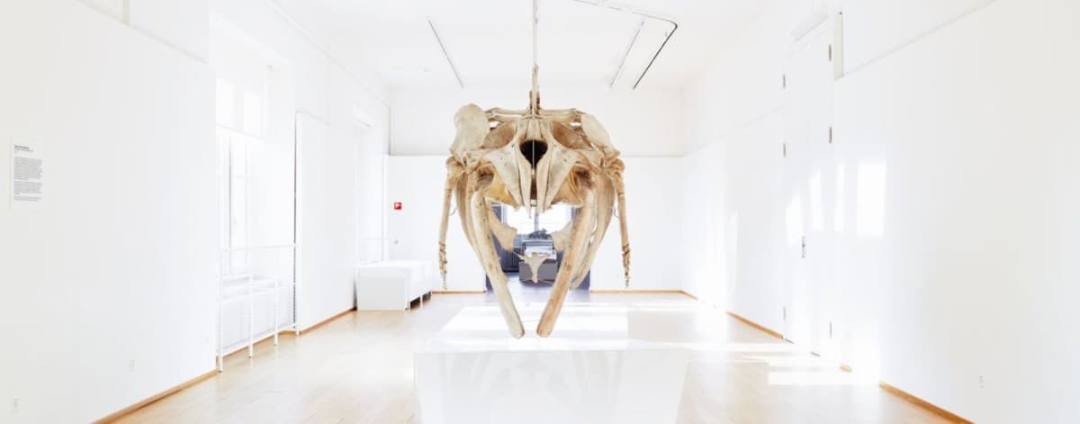 Wal & Fisch – Gentle Giants of the Seas — photo 1