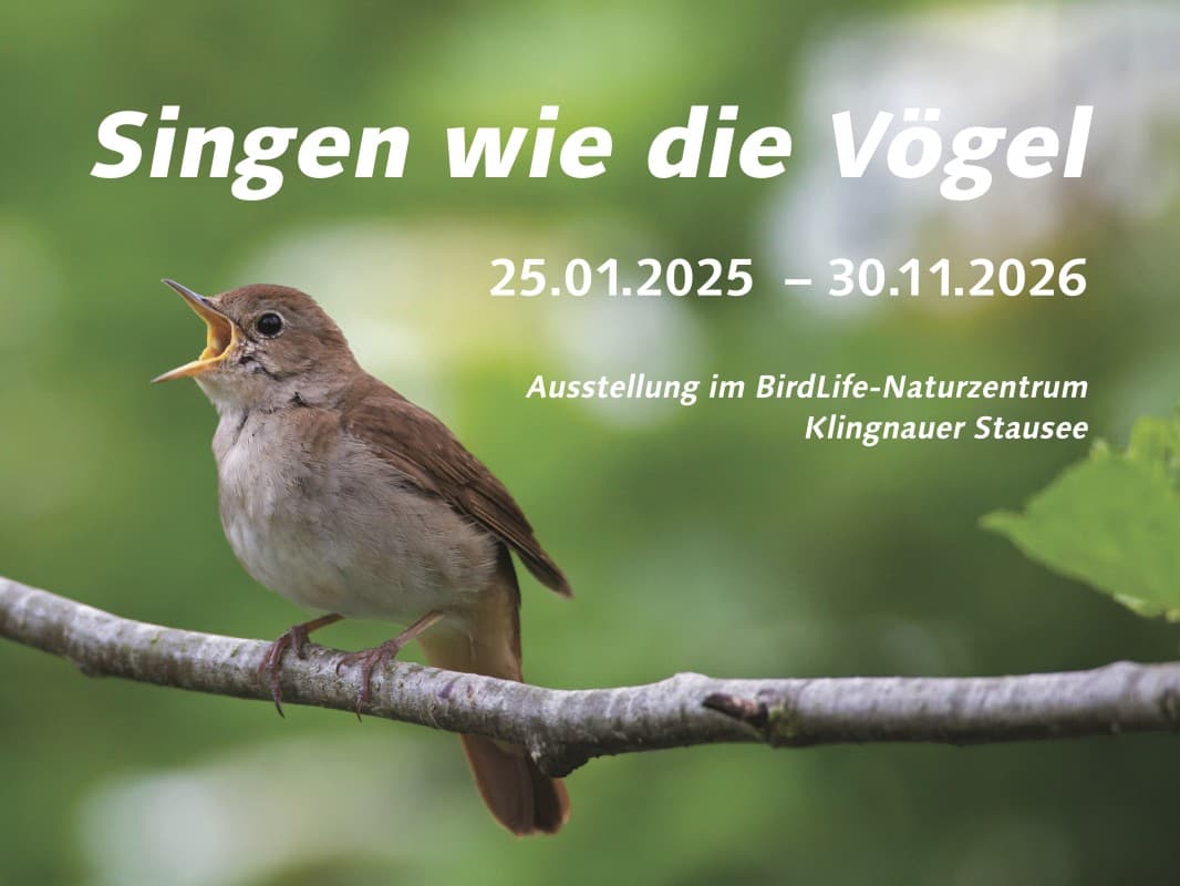Sing like the birds — photo 1