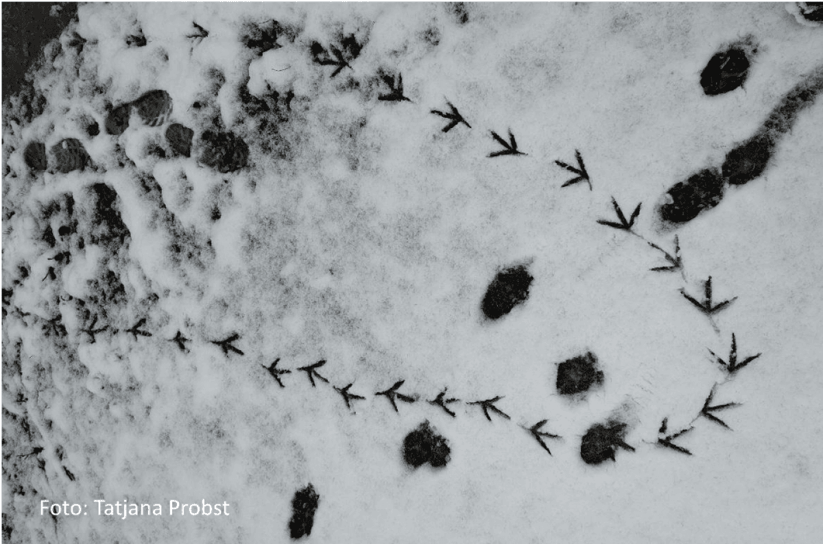 Animal Tracks — photo 1