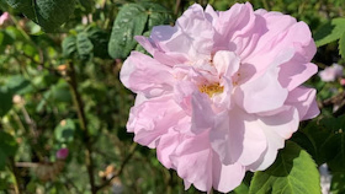 Distillation Workshop: Rose — photo 1