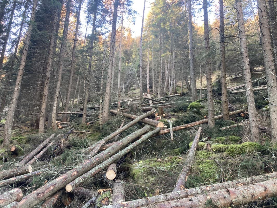 Legno 100% Valposchiavo — photo 1