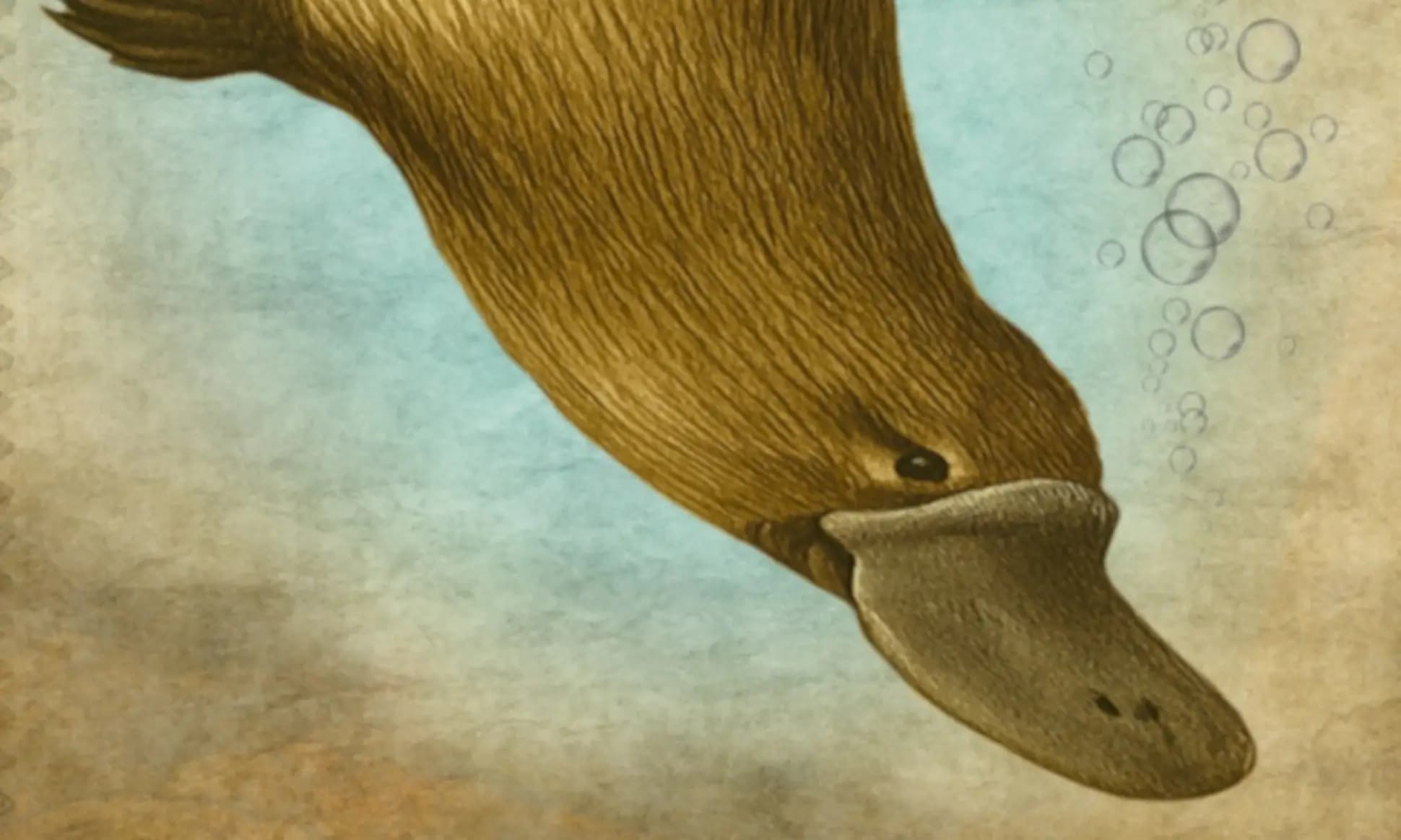 Platypus — photo 1