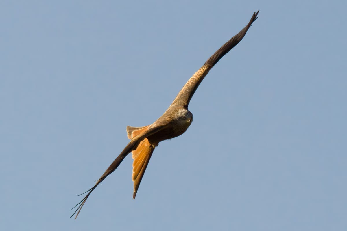 Watching Migratory Birds in Gurnigel — photo 1