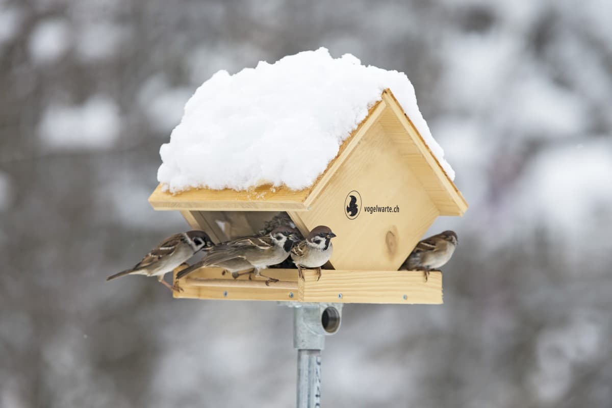 "Schau rein" Diversity on Your Doorstep — photo 1