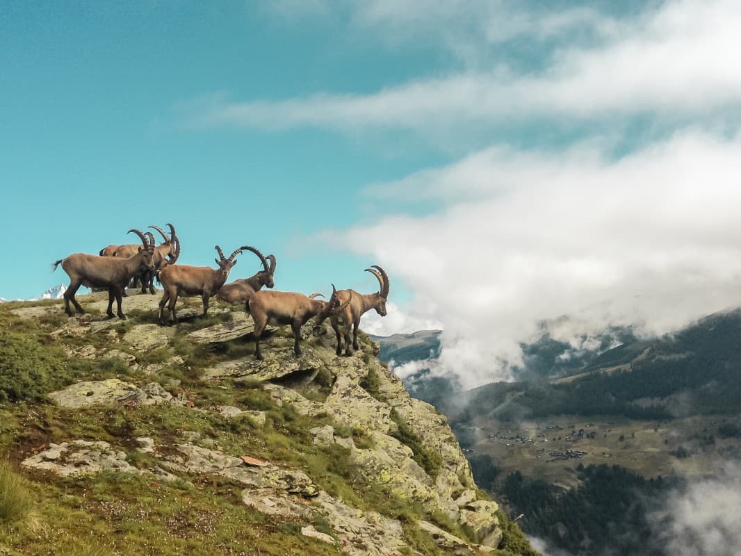 Wildlife Observation — photo 1