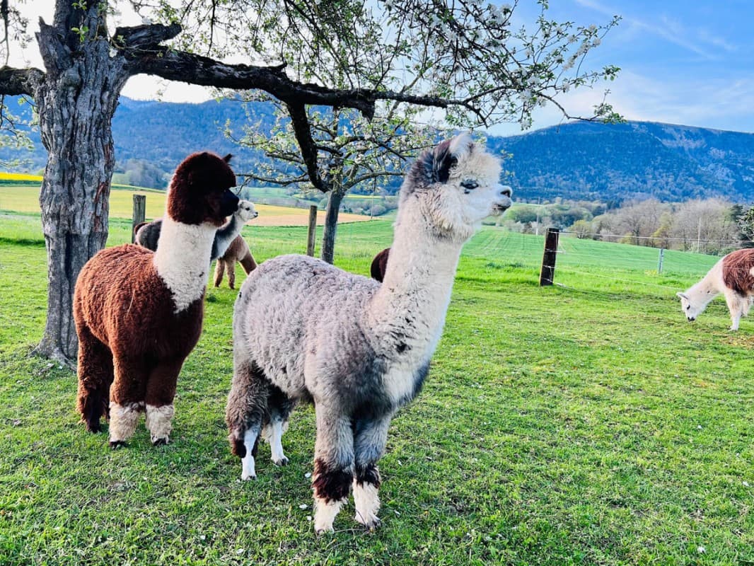 Barbecue Delight on the Alpaca Pasture — photo 1