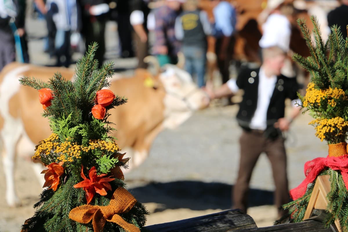 Herbstviehschau Anger — photo 1
