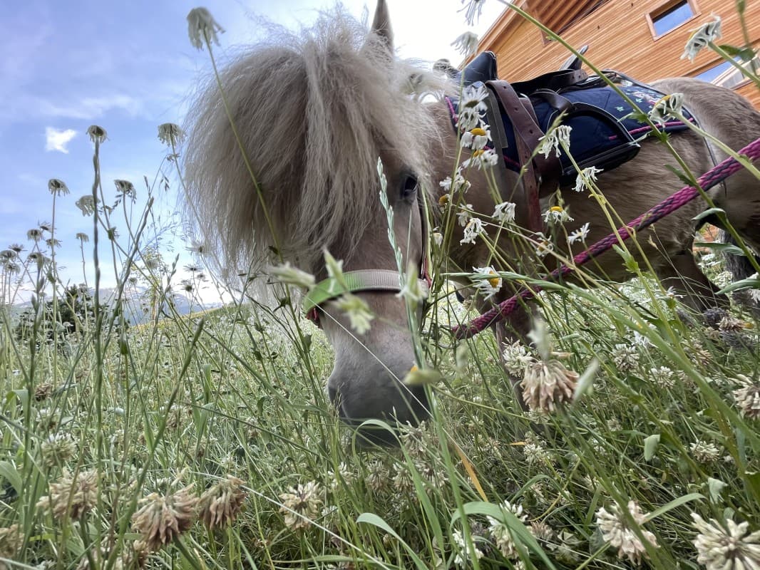 Pony rides in Piazza Catrina — photo 1