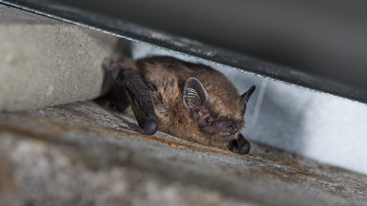 Bats - Secret Glarus Nightlife — photo 1