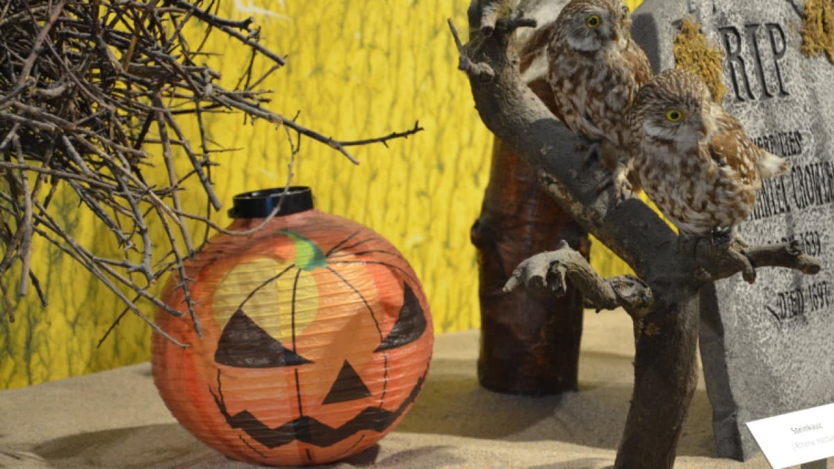 Halloween Animals — photo 1