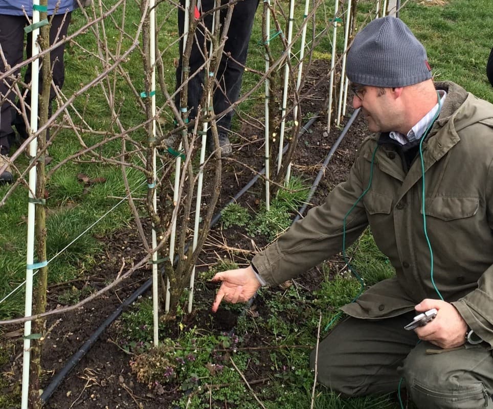 How to properly prune berry bushes — photo 1