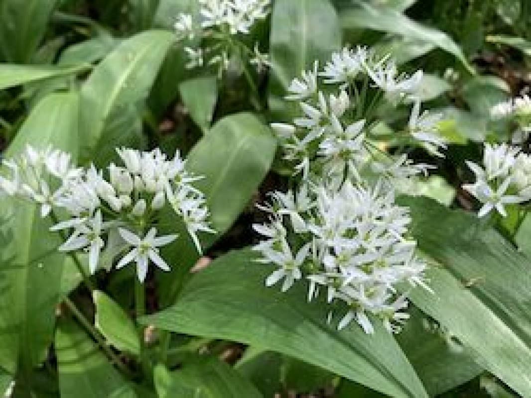 Wild Garlic Distillation Workshop — photo 1