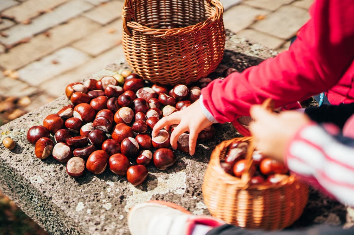 Chestnut Gathering at the Villa — photo 1