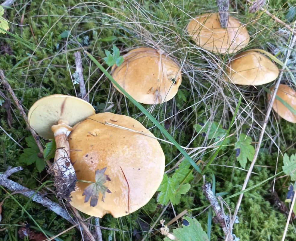 Discovering the Mushrooms of the Region — photo 1