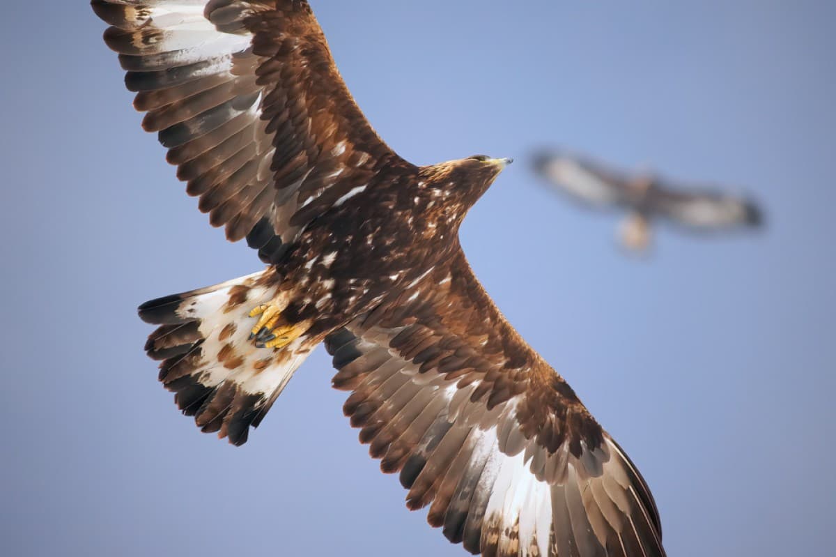 NATURAMA Lecture: The Golden Eagle — photo 1