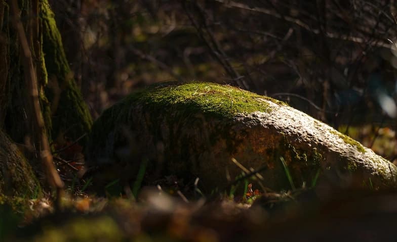 Hirschen-Plauderei «Licht und Schatten» — photo 1