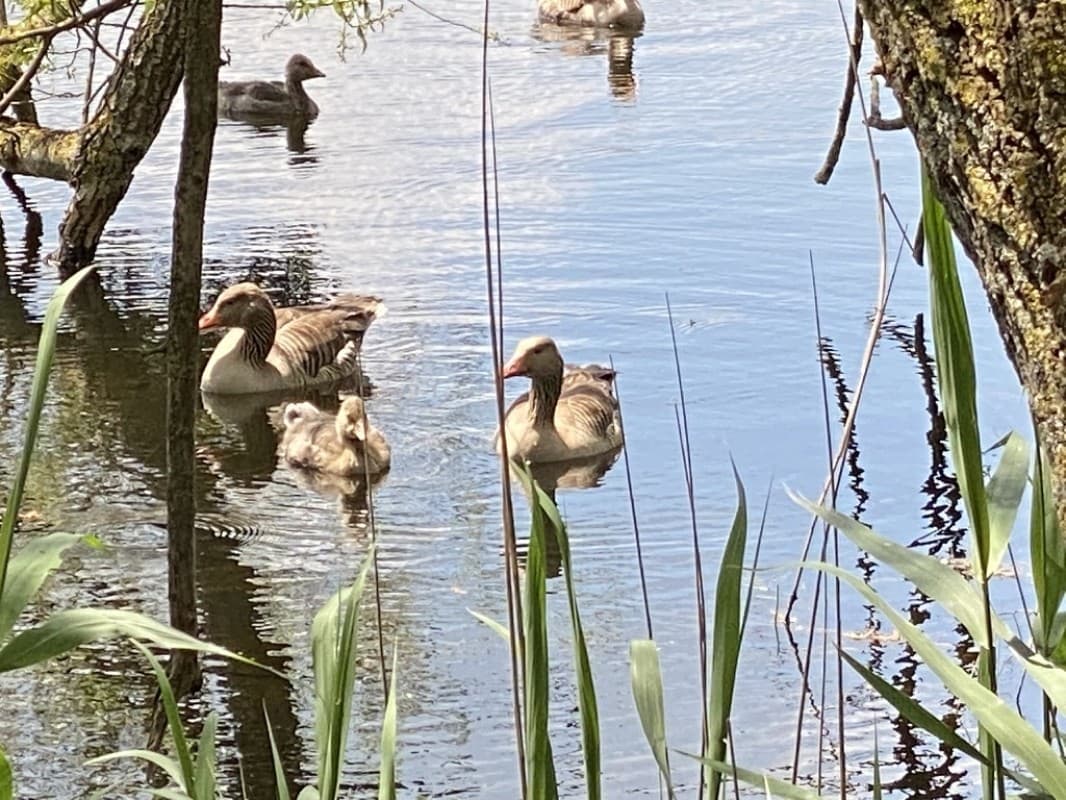 Ornithological Excursion Sackmatten near Grenchen — photo 1