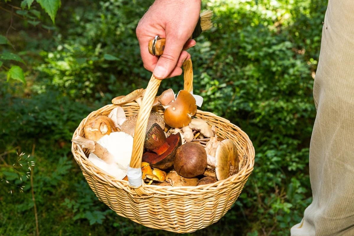 Mushroom Picking and Identification — photo 1