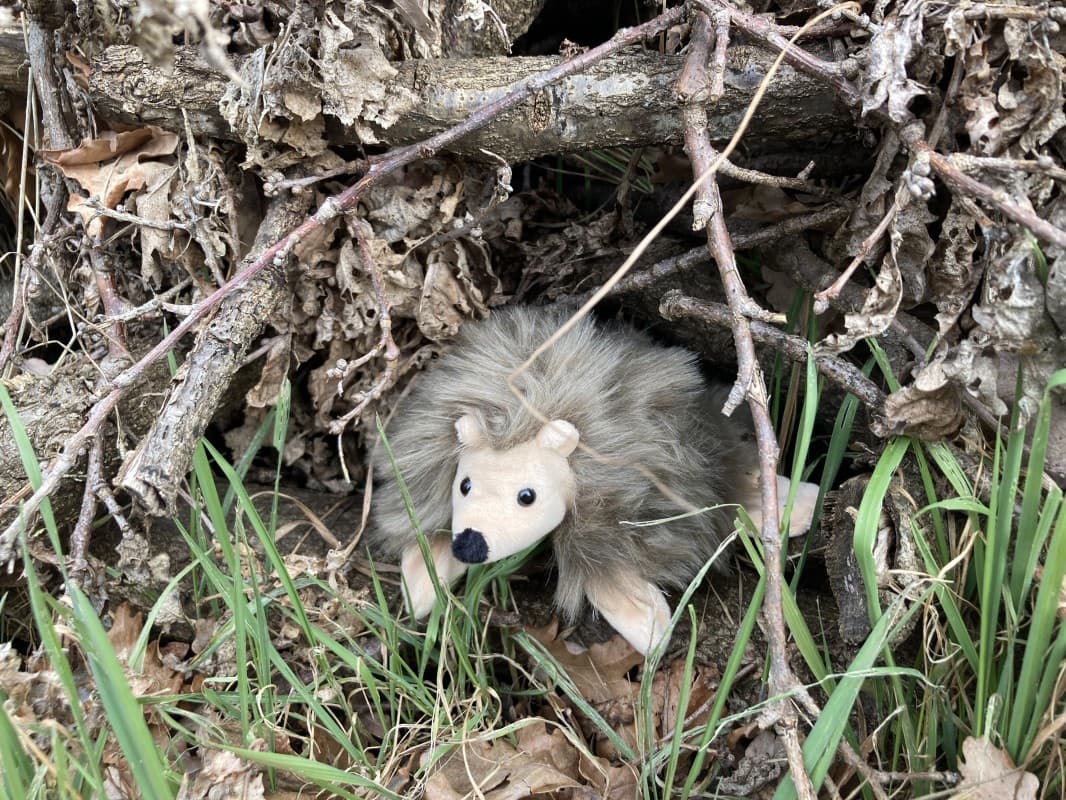 A Winter Shelter for Hedgehog Igor — photo 1