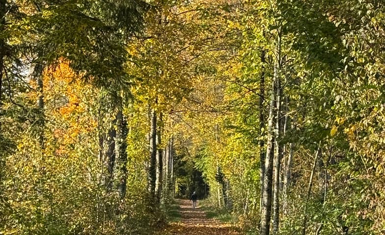 Waldbaden & Breathwork — photo 1