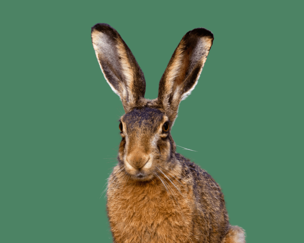 Wonder Hour: Ears — photo 1