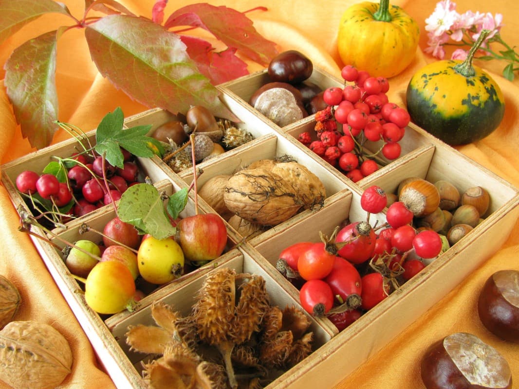 Herbal Hike/Workshop: Wild Herbs Through the Year - Autumn Treasures — photo 1