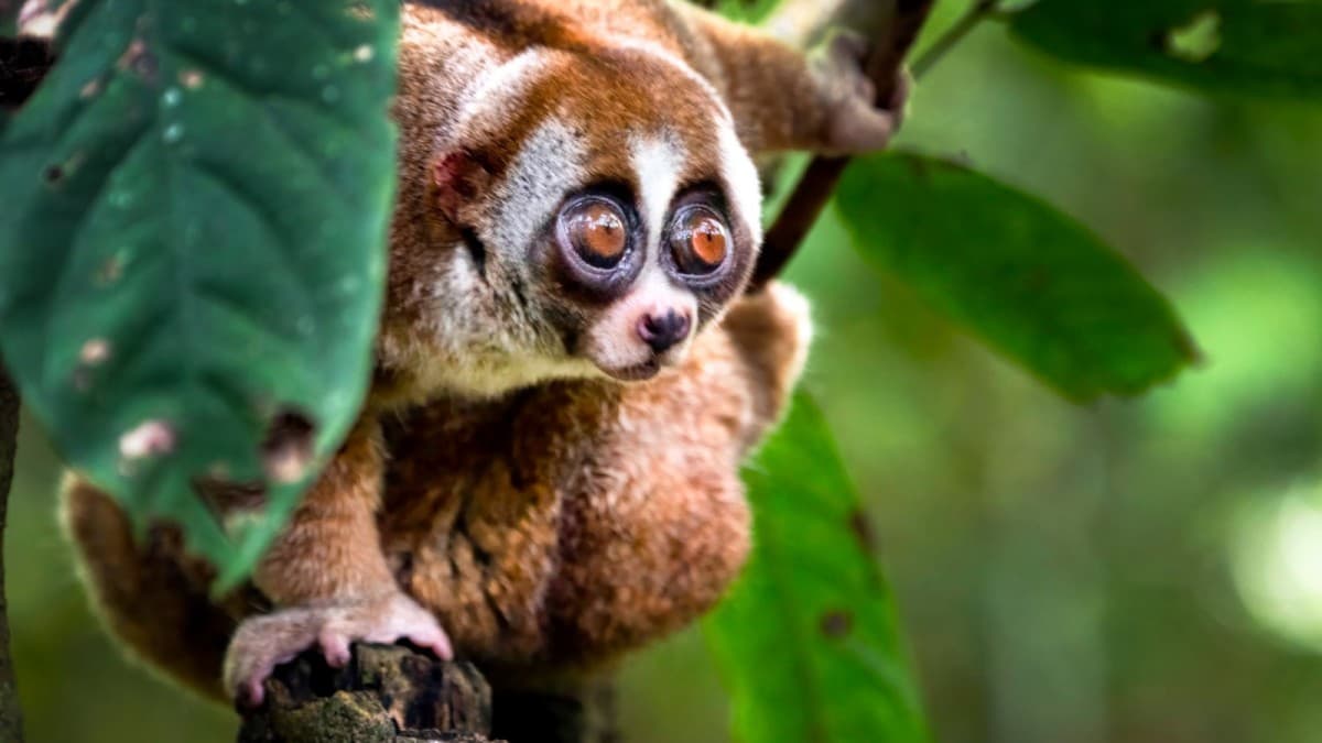 Borneo - Life in the Rainforest — photo 1