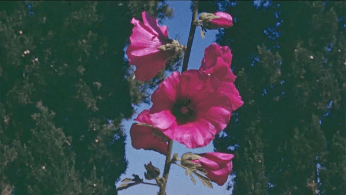 Film Heritage and Restitution: Who Owns the Pictures? — photo 1