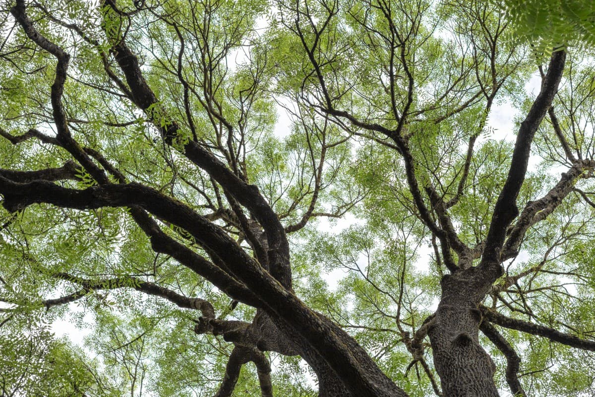 The Trees of the Botanical Garden — photo 1