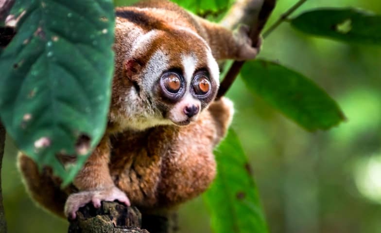 Borneo - Leben im Regenwald - Explora Live Show — photo 1