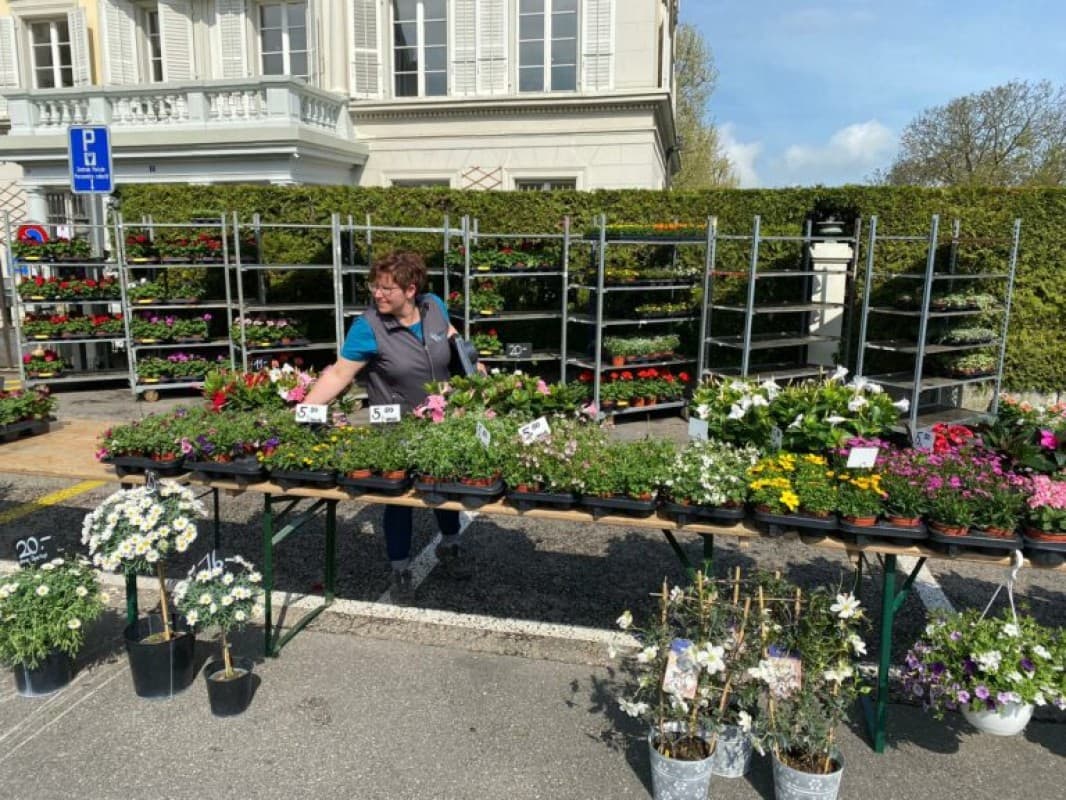 Geranium and Balcony Plant Market — photo 1