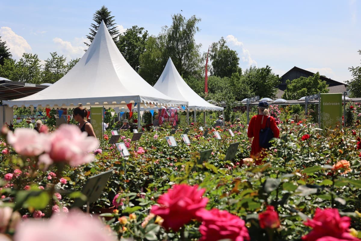 Meiers Rose Festival — photo 1