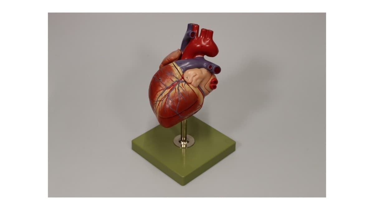 Anatomical Models from Two Centuries. Guided Tour in the Medical Collection — photo 1