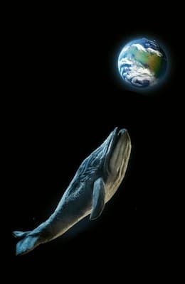 The Songs of the Whales — photo 1