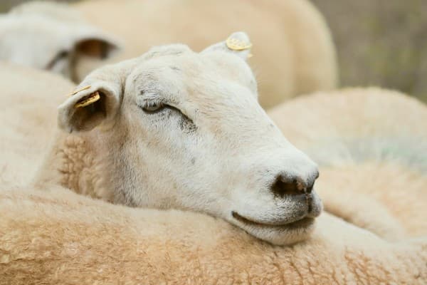 Teufen Sheep Show — photo 1